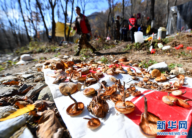 巡山时顺路采摘的野蘑菇给林区简单的饭菜增添了“鲜味”