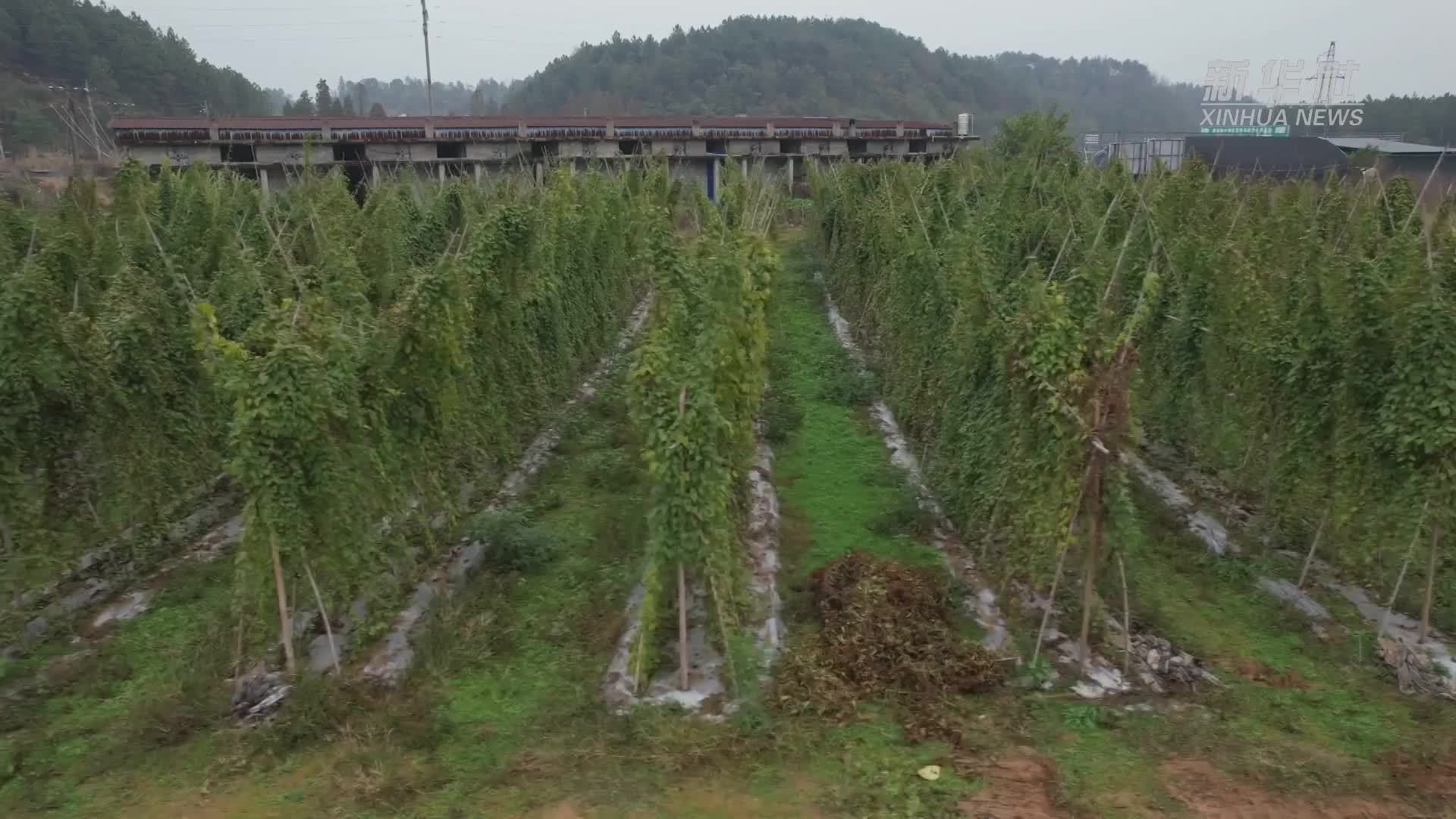 江西泰和地方特产竹篙薯丰收上市