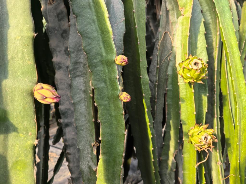 这是近日在张掖市甘州区一处设施大棚拍摄的火龙果　新华社发　王亚东　摄