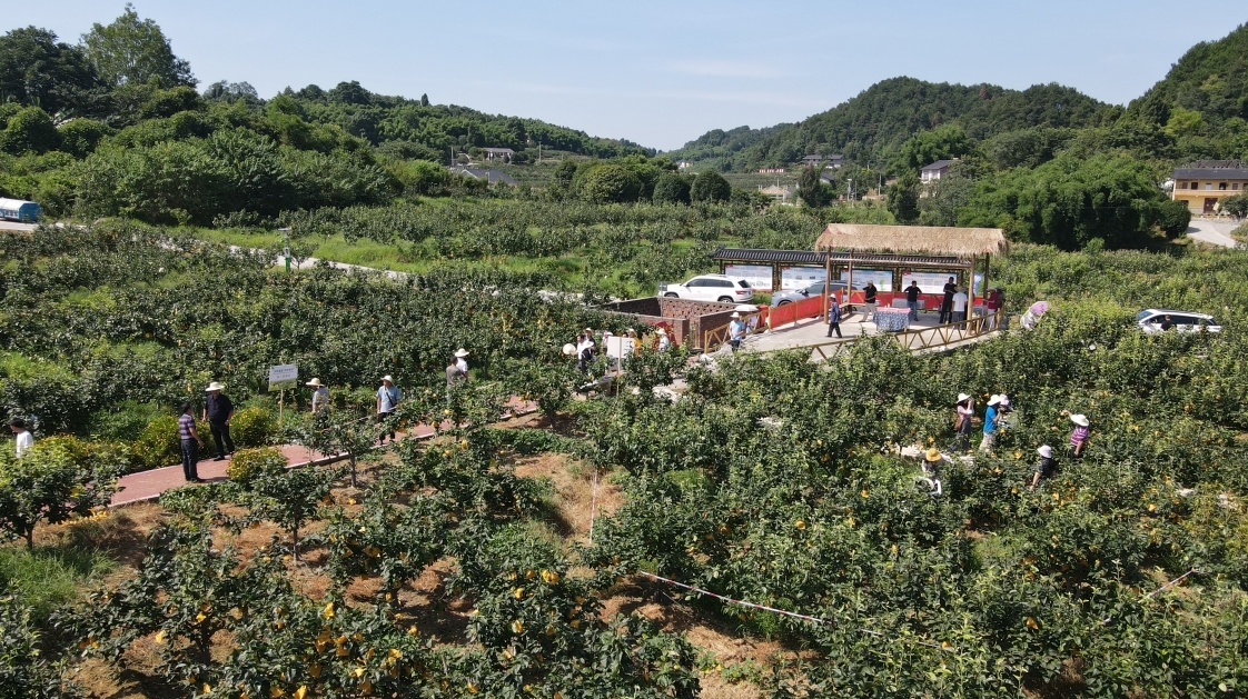 双河口镇塘湾村采梨节