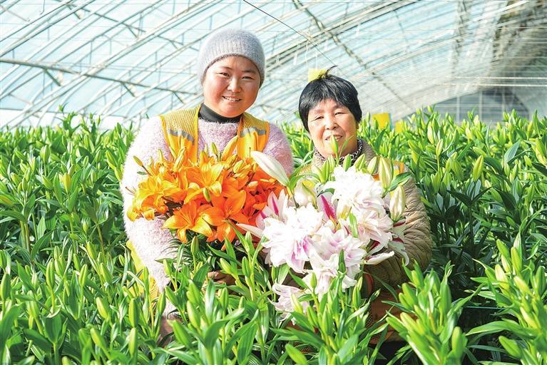 工人采收百合花　兰州新区报记者　李佳丽　摄