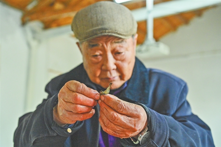 12月16日，李春如將清水小蝦的蝦頭剝除，以便接受救治的候鳥食用。