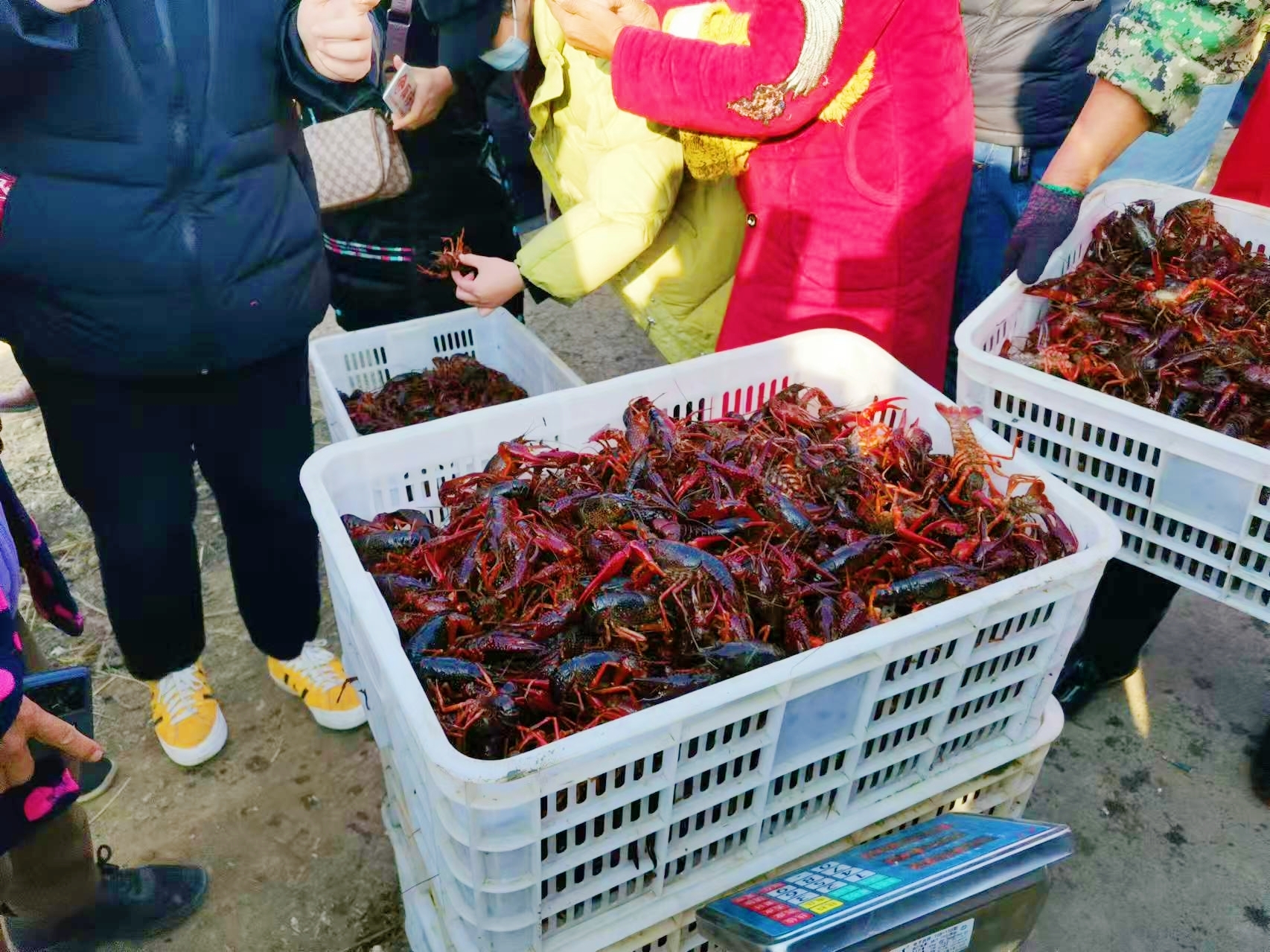 四季有虾真给力！“潜江龙虾”即将登上年夜饭餐桌