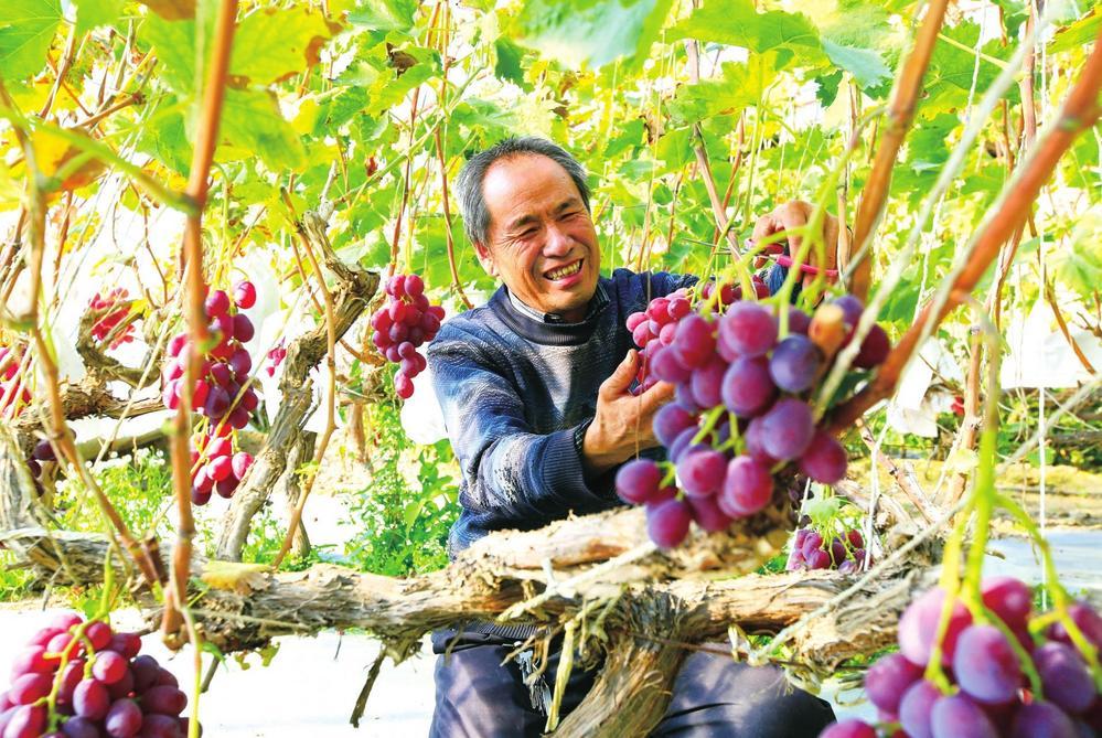 12月21日，嘉峪关市文殊镇冯家沟村兴农特色果蔬种植示范基地日光温室里的红提葡萄成熟上市，种植户抢抓时令采摘葡萄供应市场。新甘肃&middot;甘肃经济日报通讯员　马玉福　摄