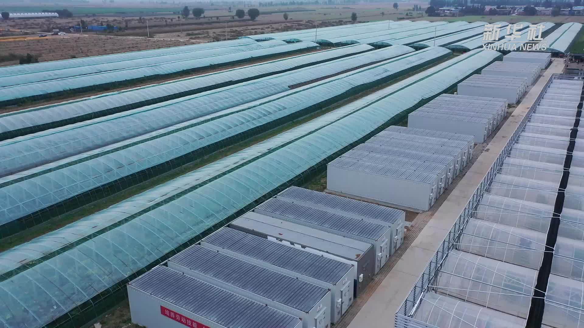 河北新河：科技引领食用菌产业高质量发展