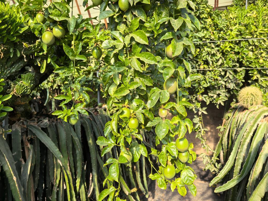 这是近日在张掖市甘州区一处设施大棚拍摄的百香果　新华社发　王亚东　摄