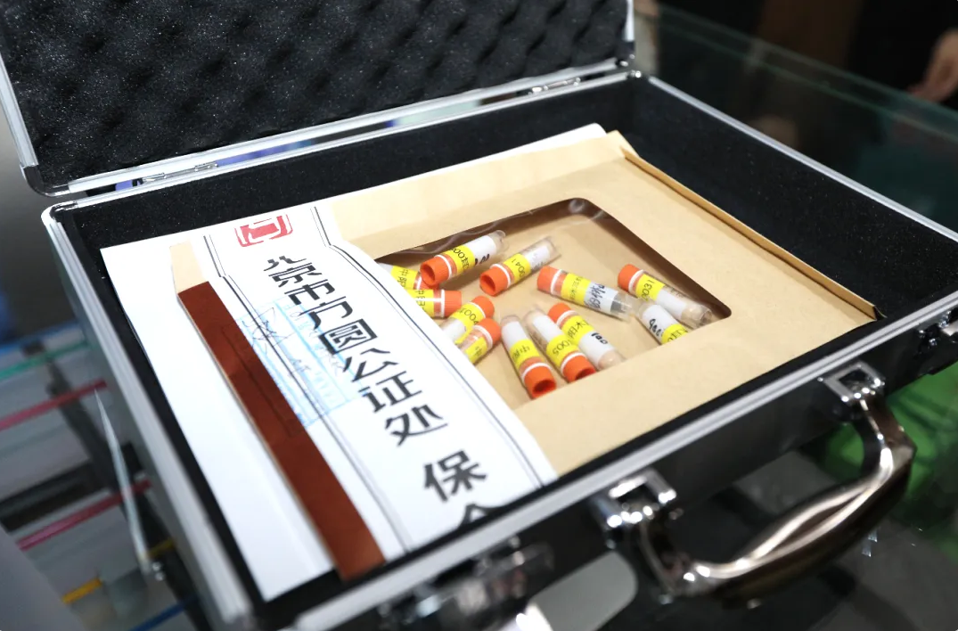 搭载“实践十九号”卫星回收的中阳县黑木耳菌种。