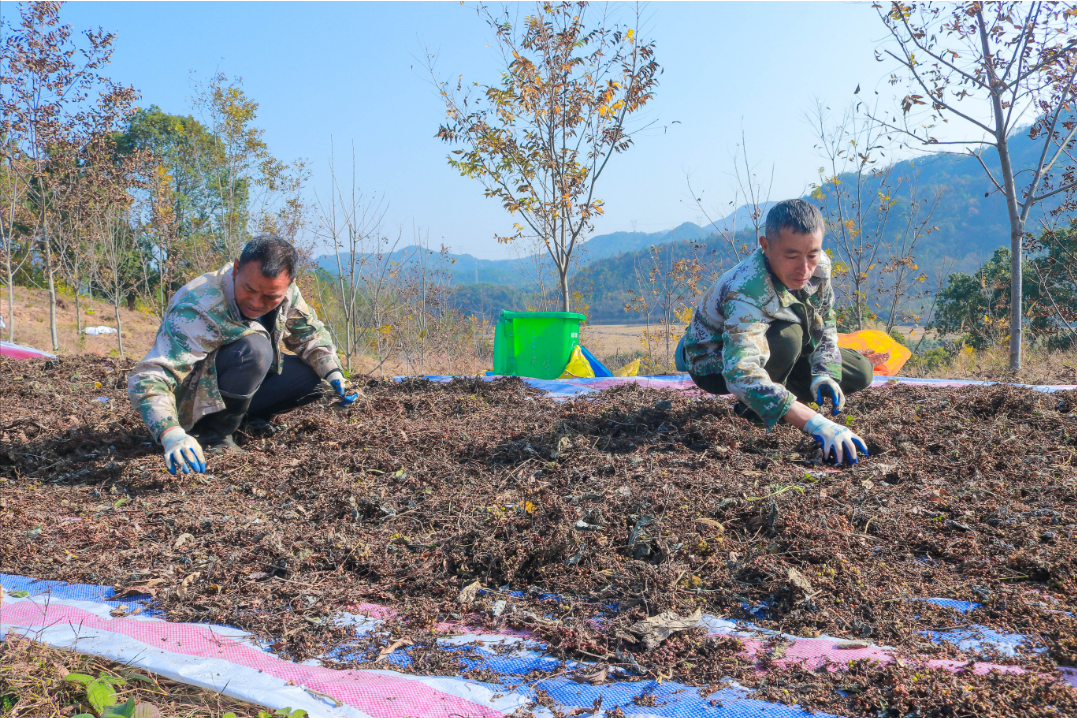 江西东乡创新种植模式 实现经济生态双赢