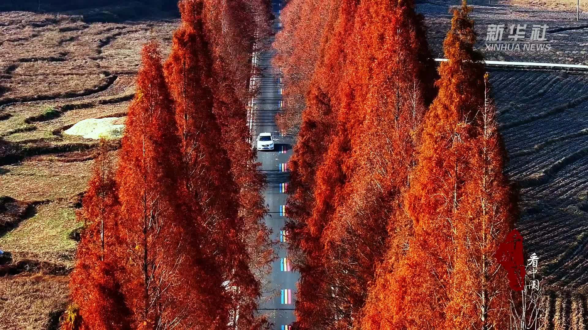 千城百县看中国｜福建建阳：水杉挺立迎冬阳