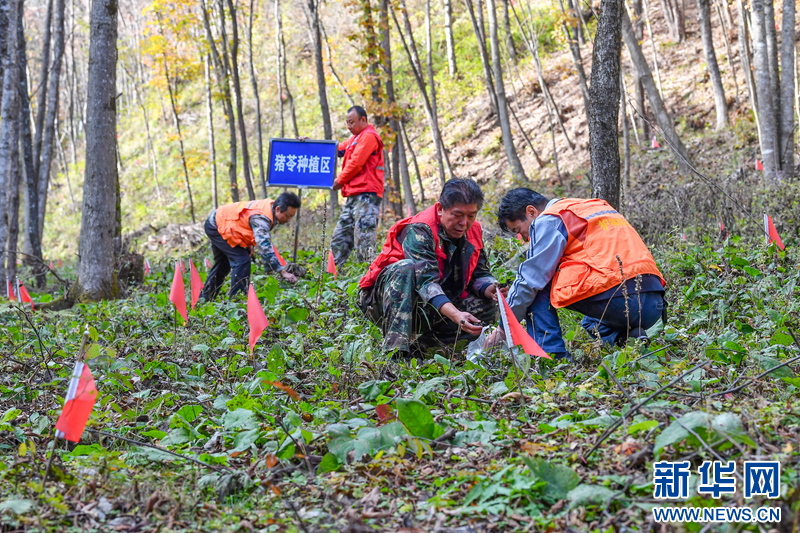借林发力，林下“掘金”。护林员用活林下空间种植各种中药材，实现生态经济双盈利。