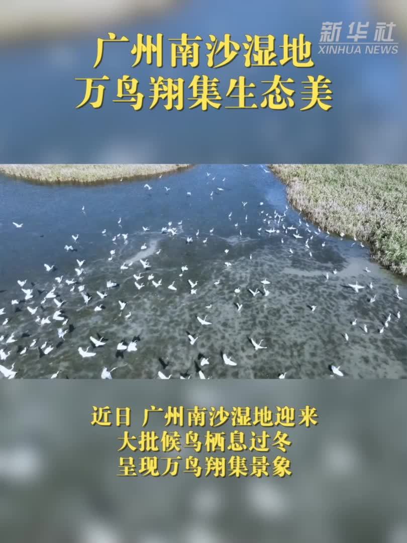 广州南沙湿地：万鸟翔集生态美