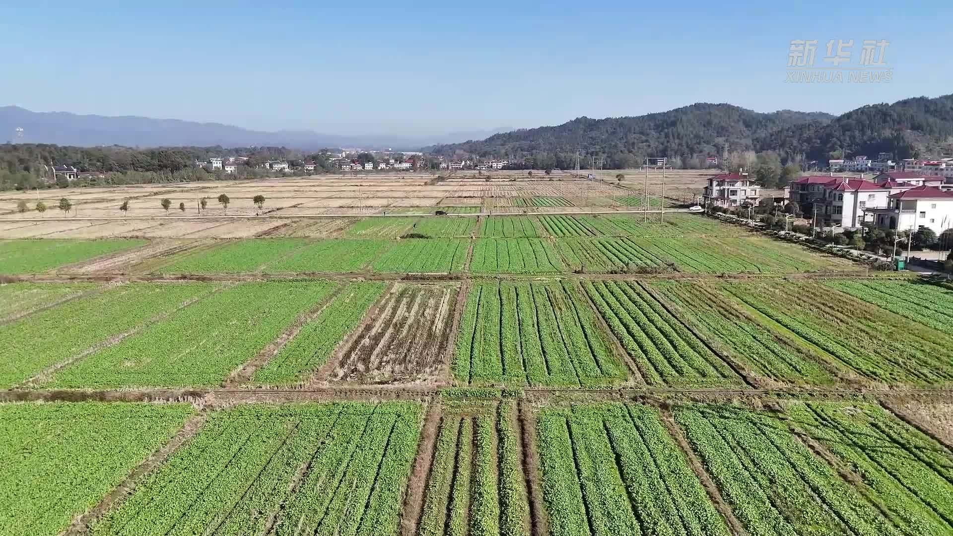 江西万载：农技下乡保生产 助力果蔬度冬季