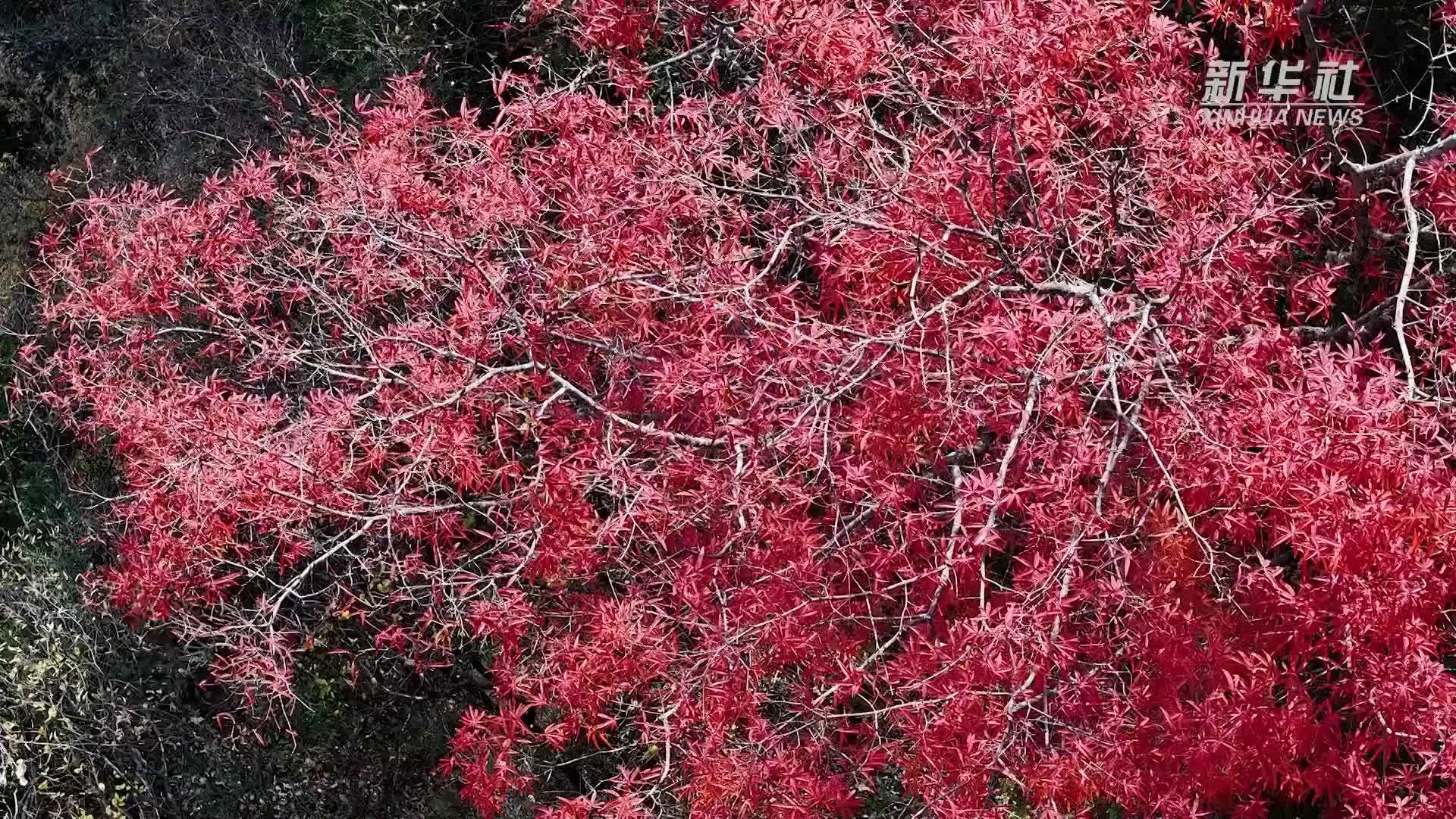 “极危”植物五小叶槭的冬日“新装”