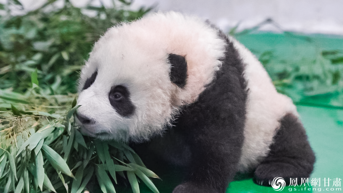 甘肃首只人工圈养繁育大熊猫幼崽“曼兰仔”喜提百日成长经历　兰州野生动物园供图