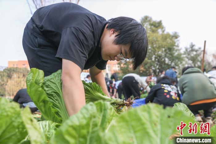 图为学生在田地里采摘蔬菜。中新社记者 刘力鑫 摄