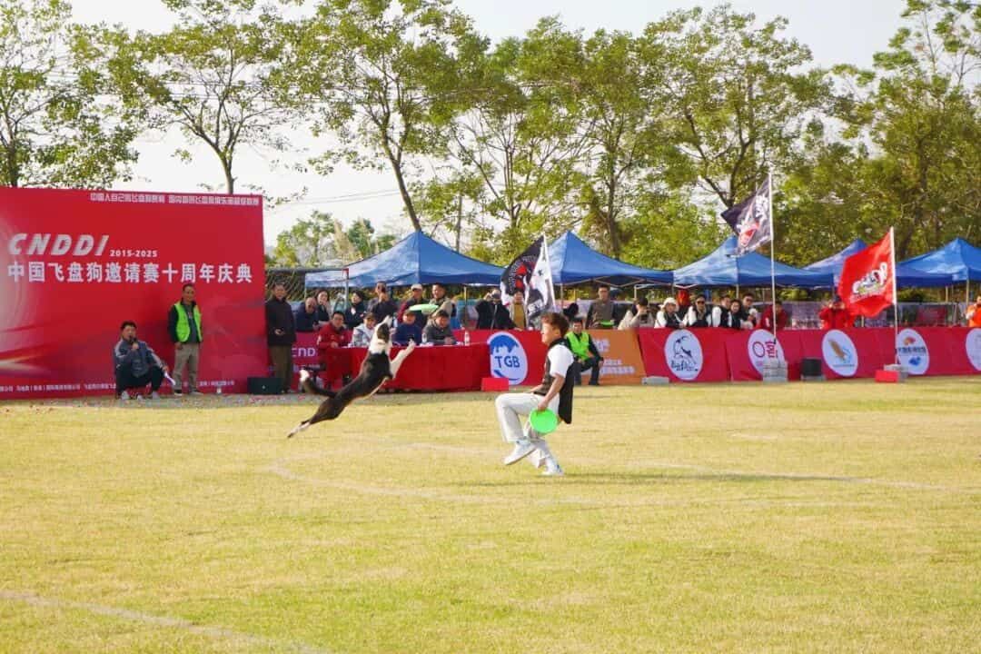 图:CNDDI2025全国飞盘狗邀请赛