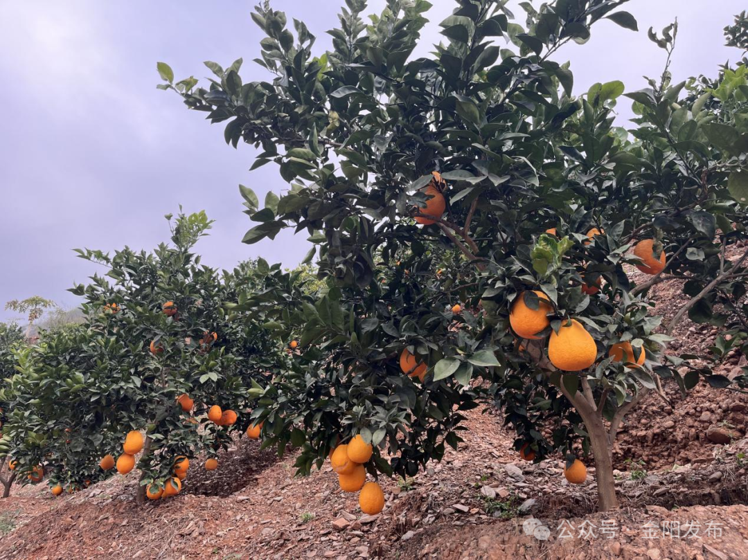 脐橙挂满枝头