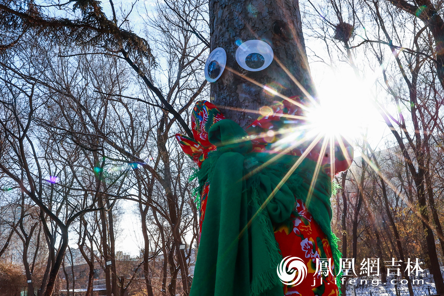 图集|最治愈的“穿搭”！长春给树穿上“高定”毛衣