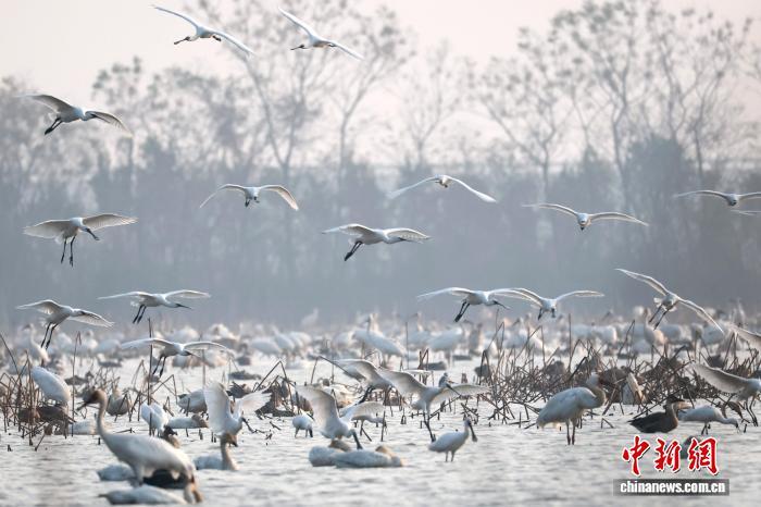 12月17日,在鄱阳湖畔的江西省南昌市五星白鹤保护小区,白鹤、小天鹅、白琵鹭等成群候鸟翔集于此。 刘占昆 摄