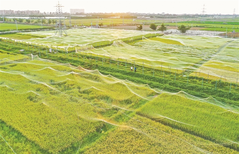 2023年10月27日，在海南省乐东黎族自治县黄流镇抱孔洋国家南繁科研育种基地，金色的稻浪与天边的晚霞交相辉映。每年秋冬季节，数千名萍乡市湘东区农民如候鸟般跨越千里，奔赴海南三亚、东方、乐东等地，从事南繁水稻制种工作。
