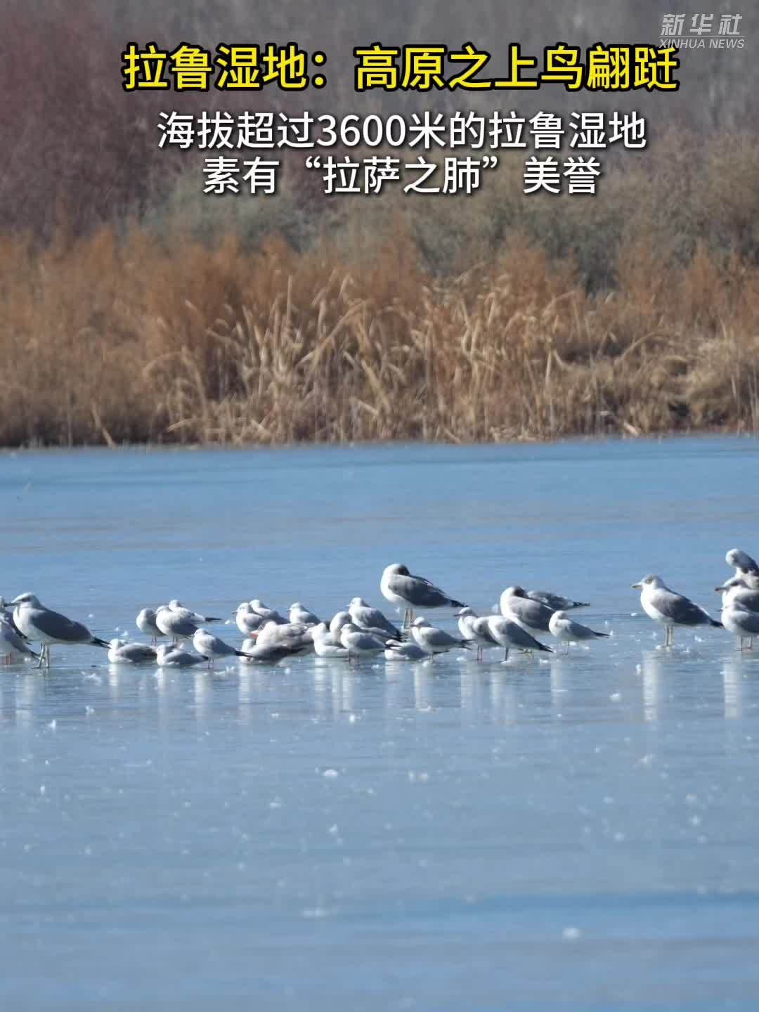 秀我中国｜拉鲁湿地：高原之上鸟翩跹