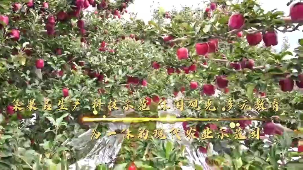 花牛苹果驰名中外