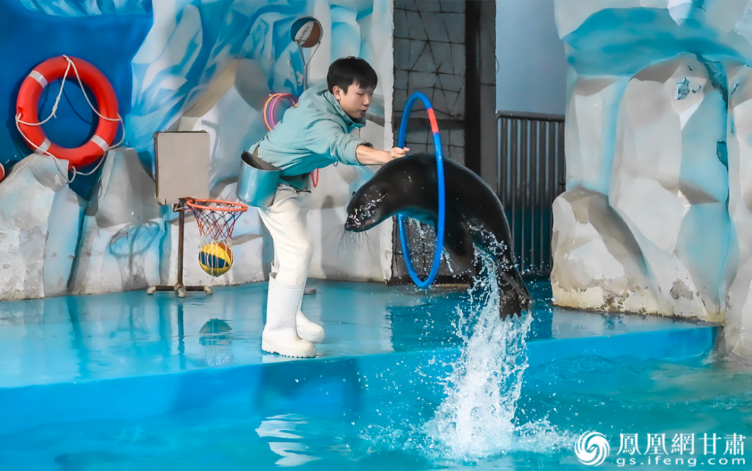 兰州野生动物园海狮表演精彩上演　张修毅　摄