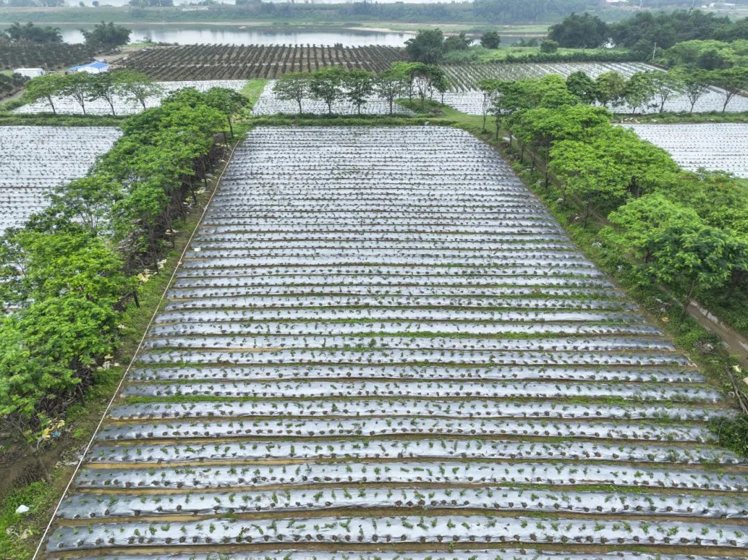图：乐平雪梨瓜实现规模化种植与专业化生产，成为乐平乡村振兴响当当的“重磅IP”