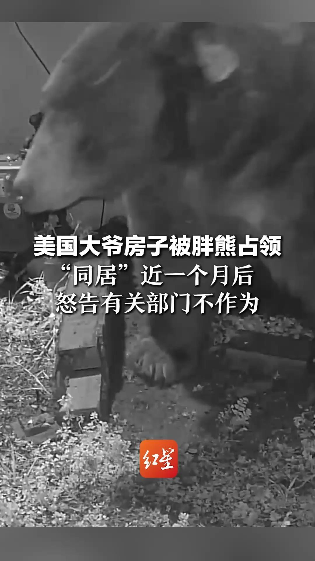 美国大爷房子被胖熊占领 斗熊十四场，场场惨败“同居”近一个月后   怒告有关部门不作为