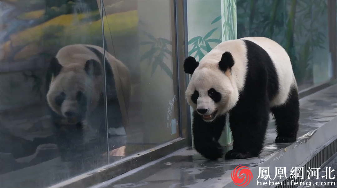 大熊猫“雅男”“桃苏”正式落户秦皇岛 元旦起对公众开放