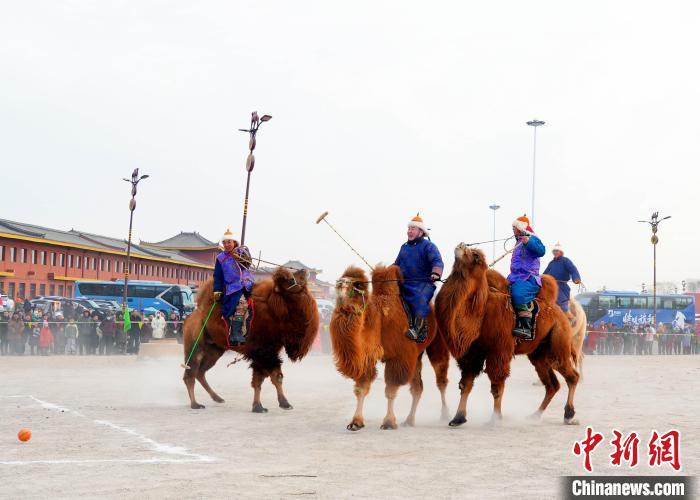 “中国戈壁红驼之乡”：赛驼赛马赛车迎新年