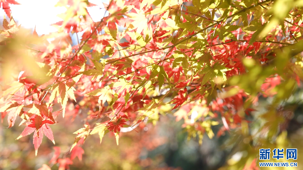 江西大余县内枫树叶大面积转红，迎来最佳观赏期。新华网发 严杰 摄