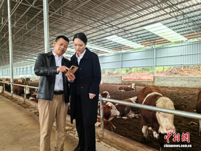 图为江西省永新县正在试点“畜禽活体抵押贷款”。陈丽军 摄