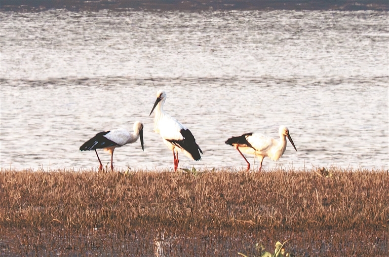 “鸟中大熊猫”东方白鹳首次现身分宜县袁河湿地（图）
