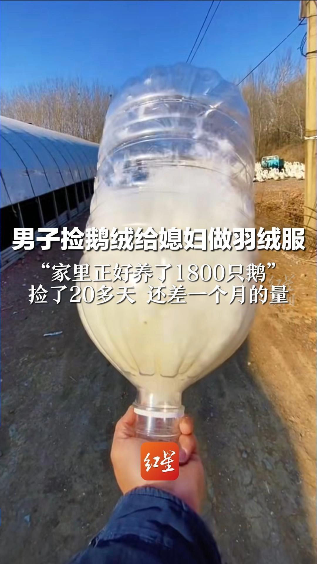 男子捡鹅绒给媳妇做羽绒服 “家里正好养了1800只鹅” 捡了20多天 还差一个月的量 网友：按这速度春天能攒够