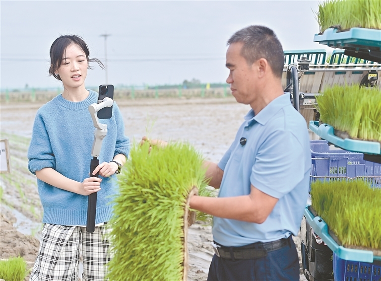 12月27日，在海南省东方市感城镇现代化农业科技试验示范基地，王汇为父亲王仕明拍摄短视频。