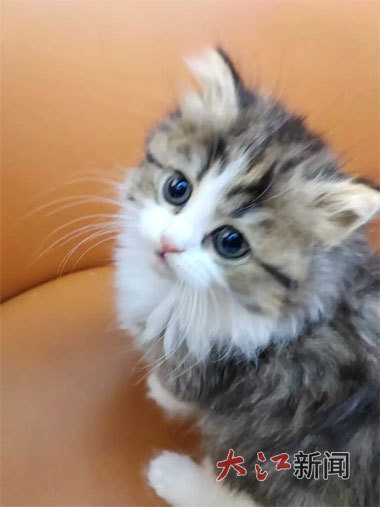 记者在一家宠物店拍摄的猫咪 陶春霞摄