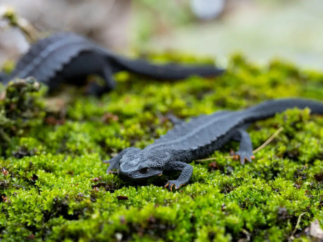 绿满港城——解码“哺绿促金”的北仑实践
