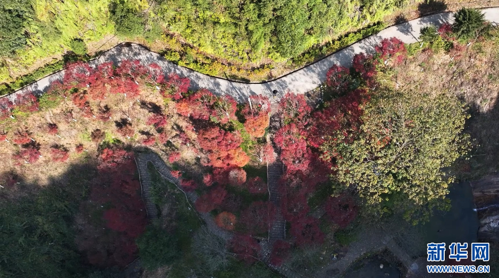 江西大余县内枫树叶大面积转红，迎来最佳观赏期。新华网发 张治嘉 摄