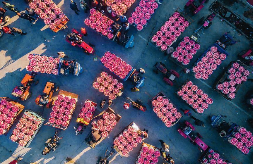 （烟台苹果装车运输场面）