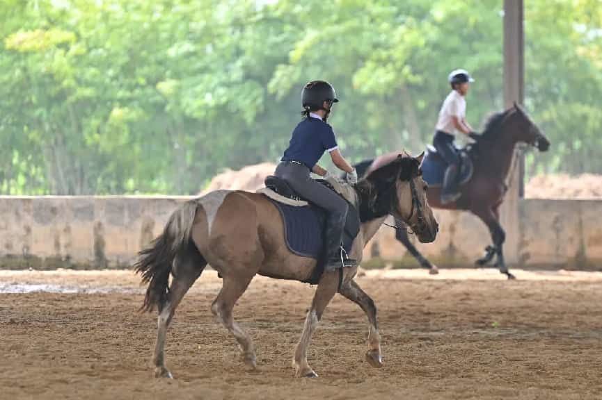 全域布局、精彩不断,三水乐平全力打造“全国宠物度假小镇”