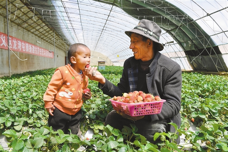 拉萨市尼木县吞弥现代农业产业园的村民正在草莓大棚里采摘草莓。