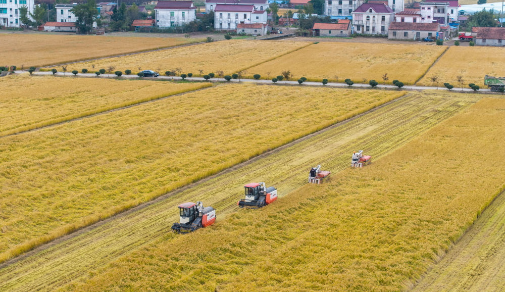 10月30日,在江苏省南通市通州区十总镇育民村高标准农田里,村民驾驶农机收割水稻(无人机照片)。 新华社发(翟慧勇摄)