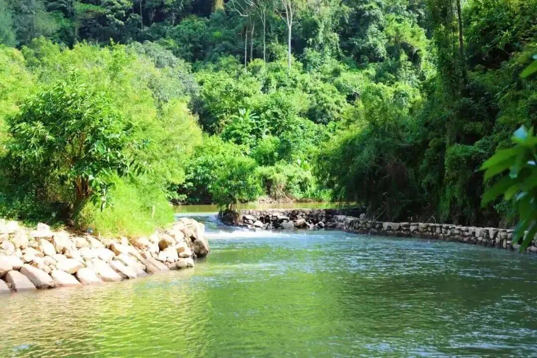元旦畅游中山五桂山 免费文旅专线串联多个景点