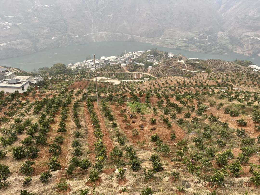 九道拐村脐橙产业园