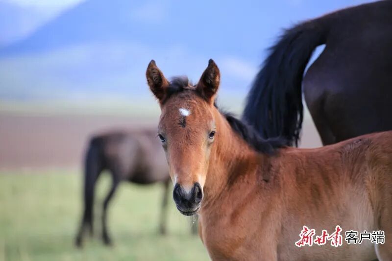 新甘肃&middot;甘肃日报记者　范海瑞　通讯员　王超