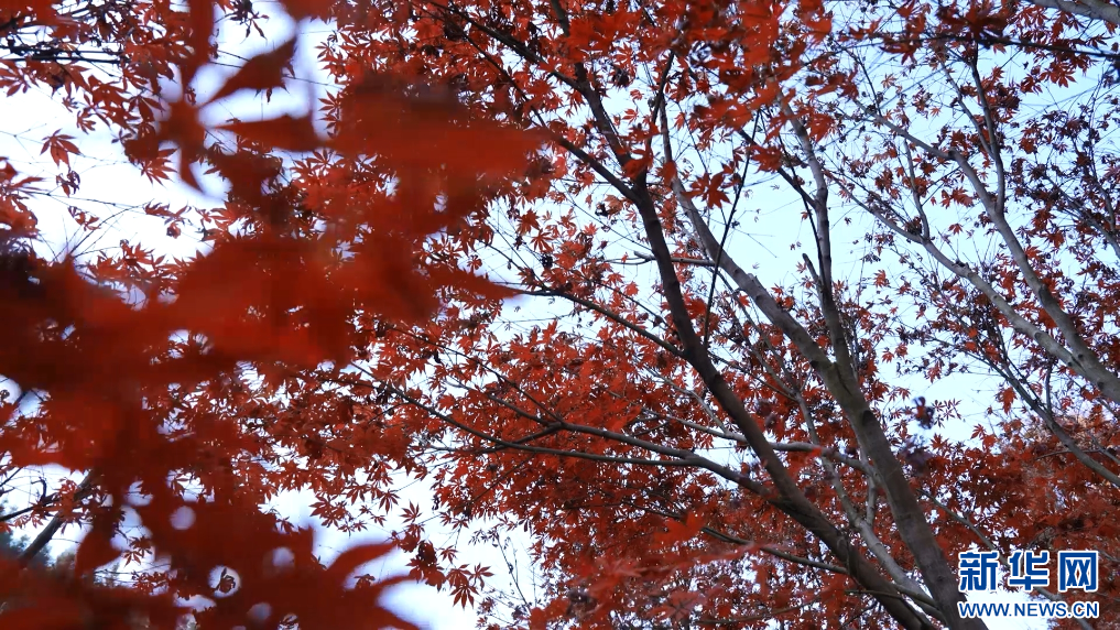 江西大余县内枫树叶大面积转红，迎来最佳观赏期。新华网发 严杰 摄