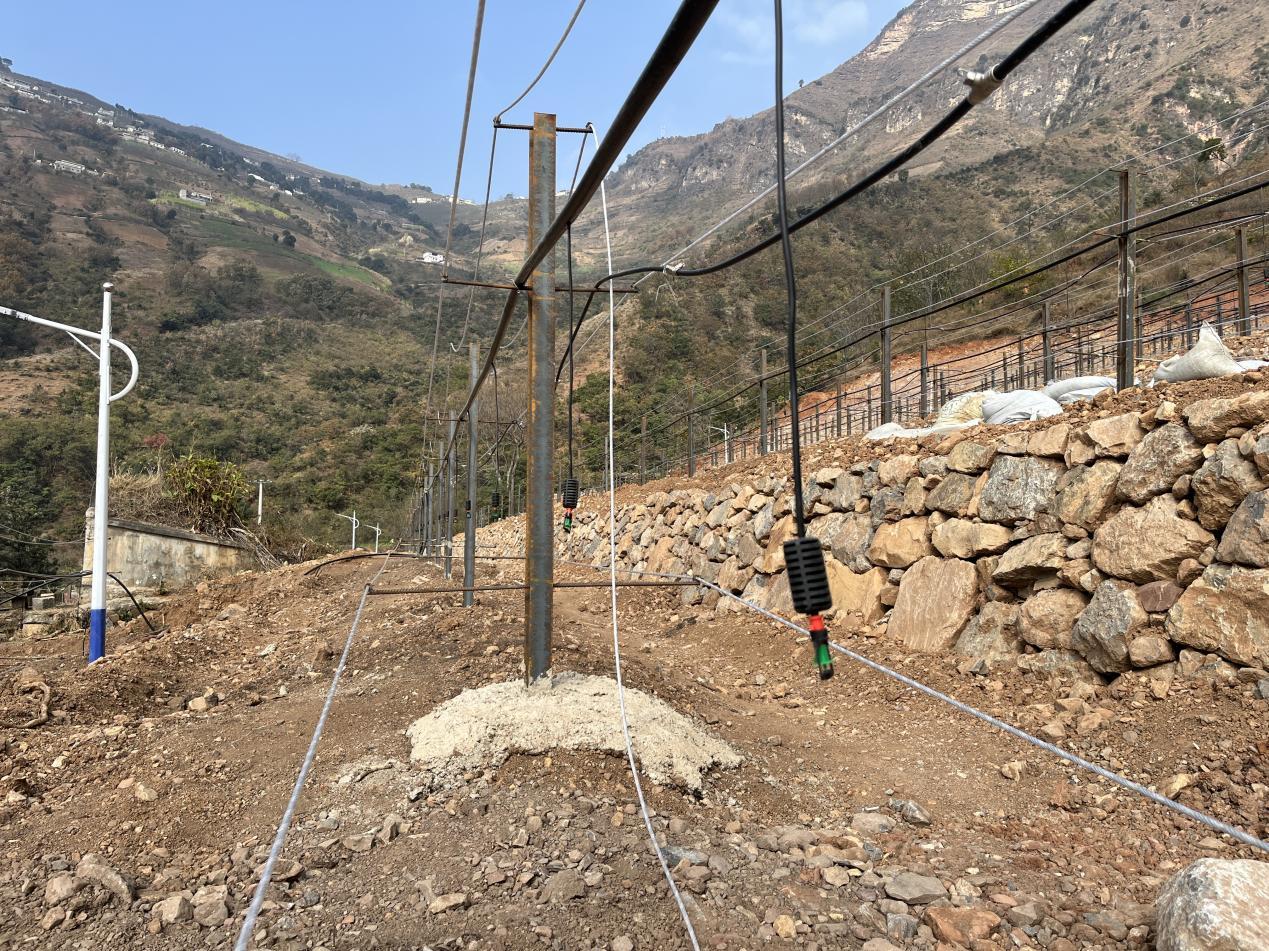 东西部协作资金助力 金阳这片高山坡地建起火龙果智能产业基地