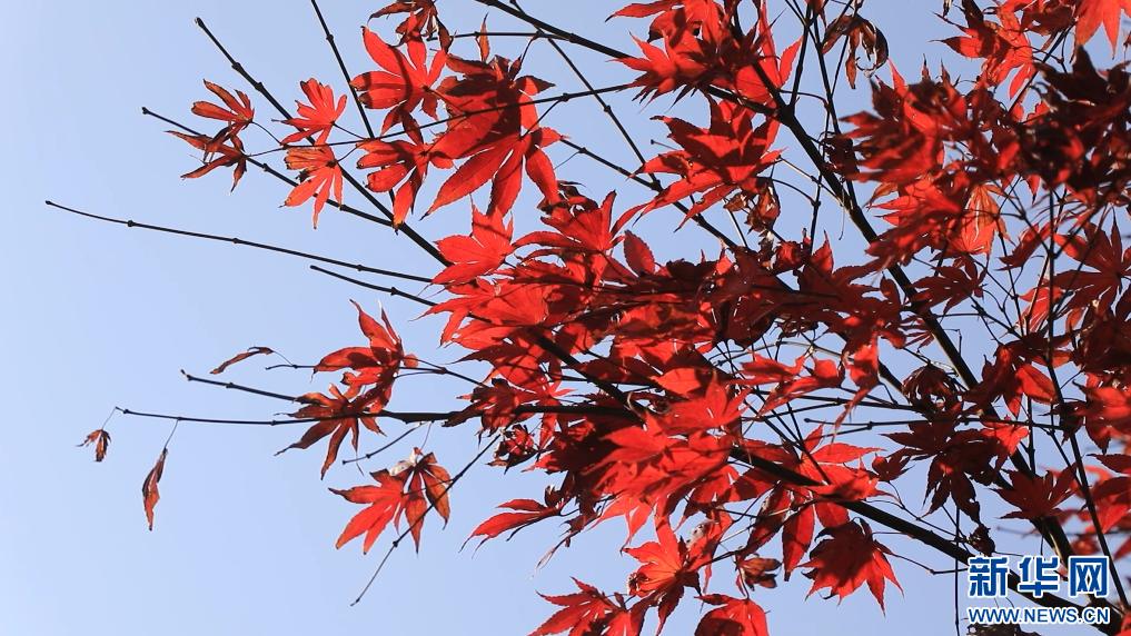 江西大余县内枫树叶大面积转红，迎来最佳观赏期。新华网发 张治嘉 摄