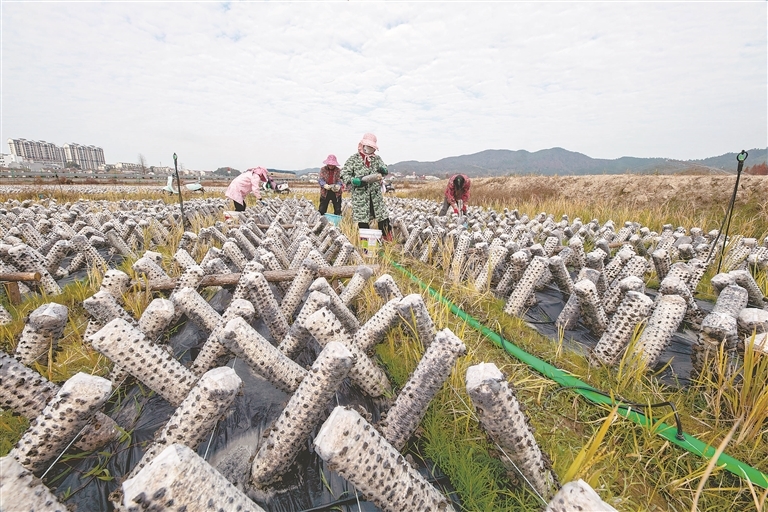 金溪县：采摘黑木耳（图）